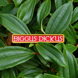An embroidered rectangular patch with the text 'BIGGUS DICKUS' in cream lettering on a red background, bordered in gold.